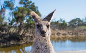 Testing 2 via add product- Kangaroo